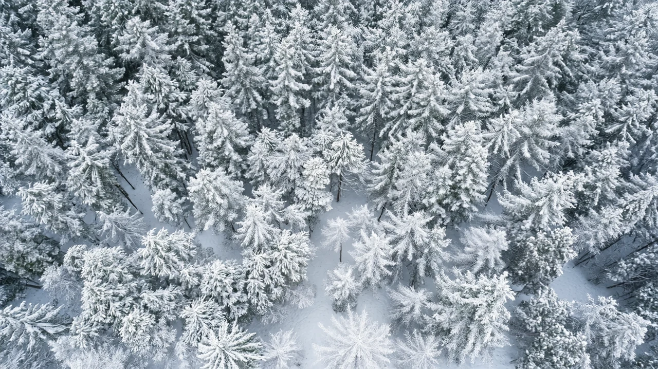 Fresh forest snowfall at Dense conifer canopy, generated by our world model