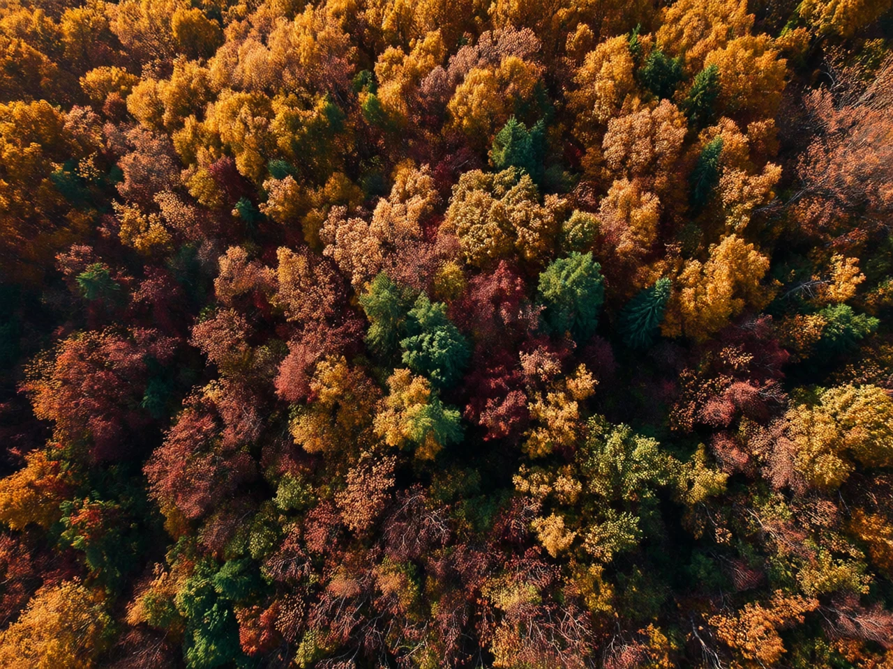 Peak autumn canopy at Forest canopy from above, generated by our world model