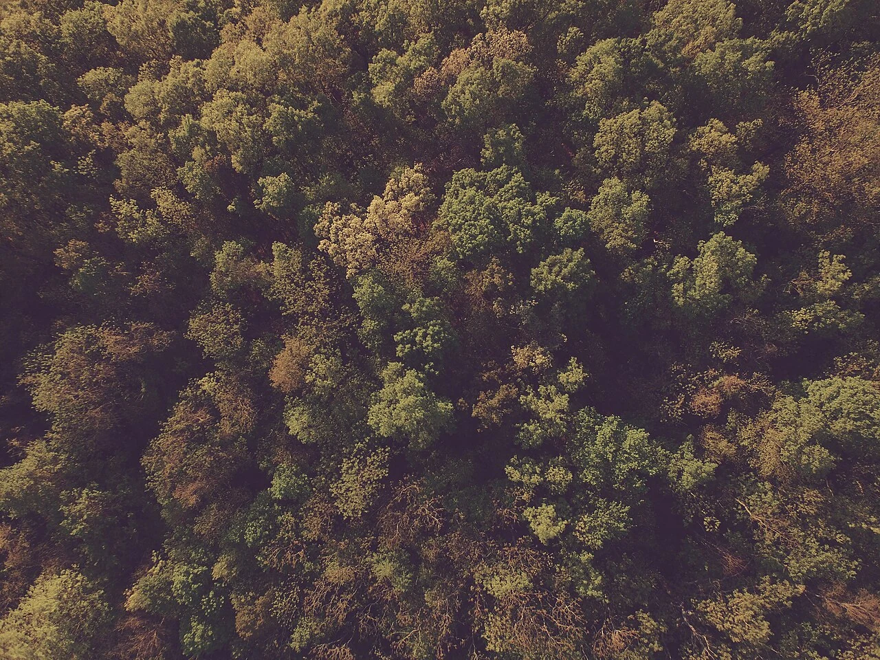 Forest canopy from above, original photograph