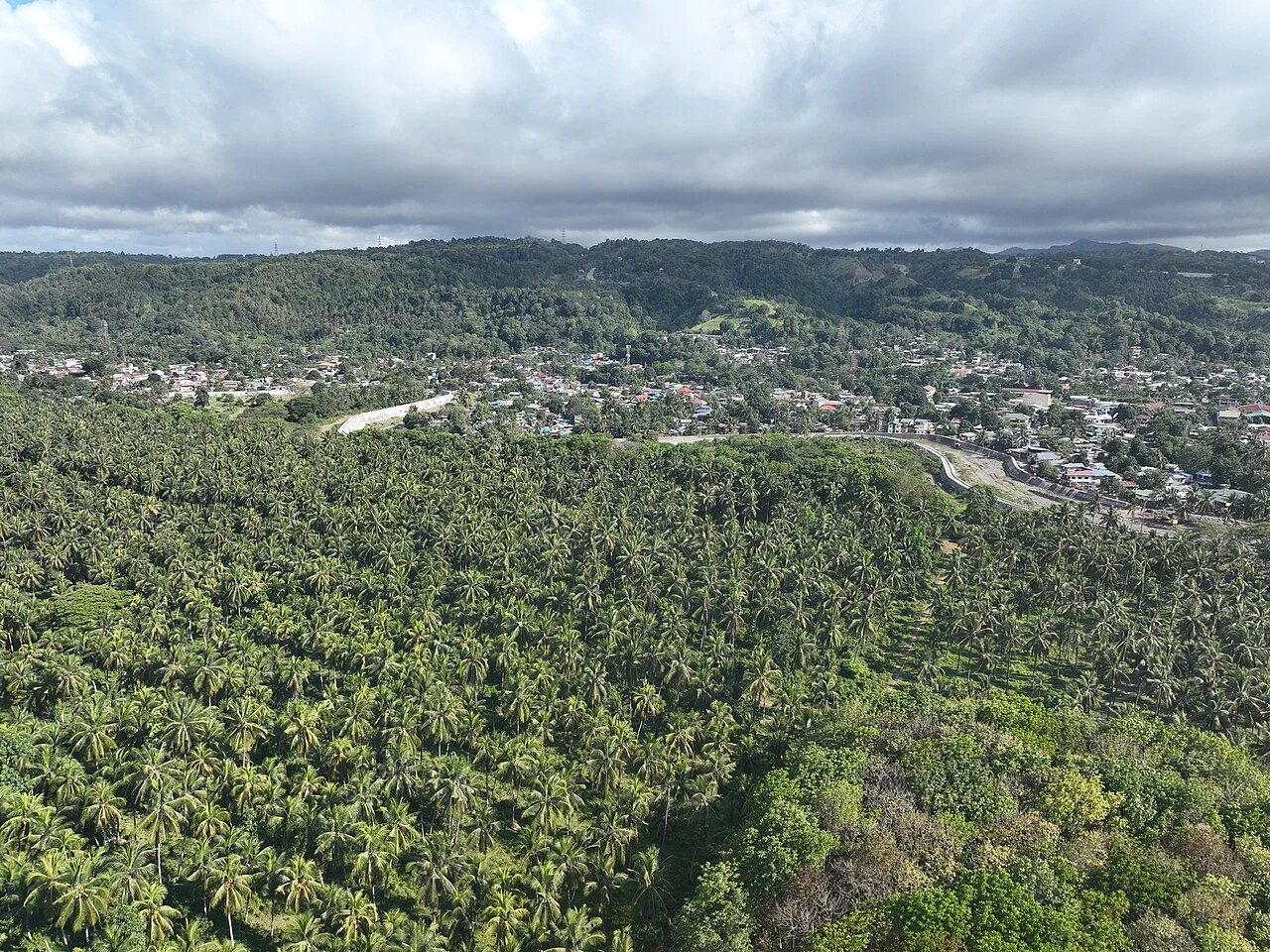 Philippine tropical forest, original photograph