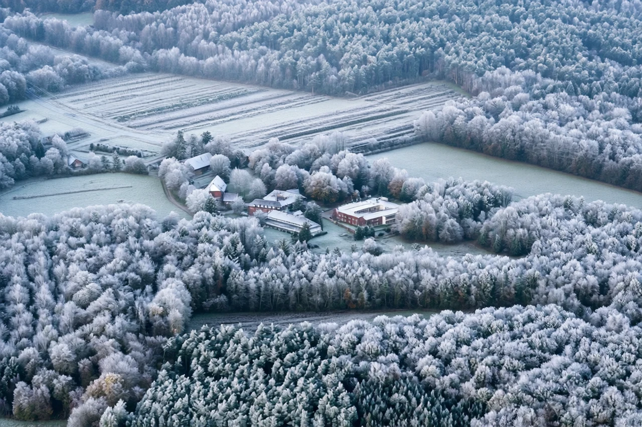 Hoarfrost across woodland corridor at Power corridor through woodland, generated by our world model