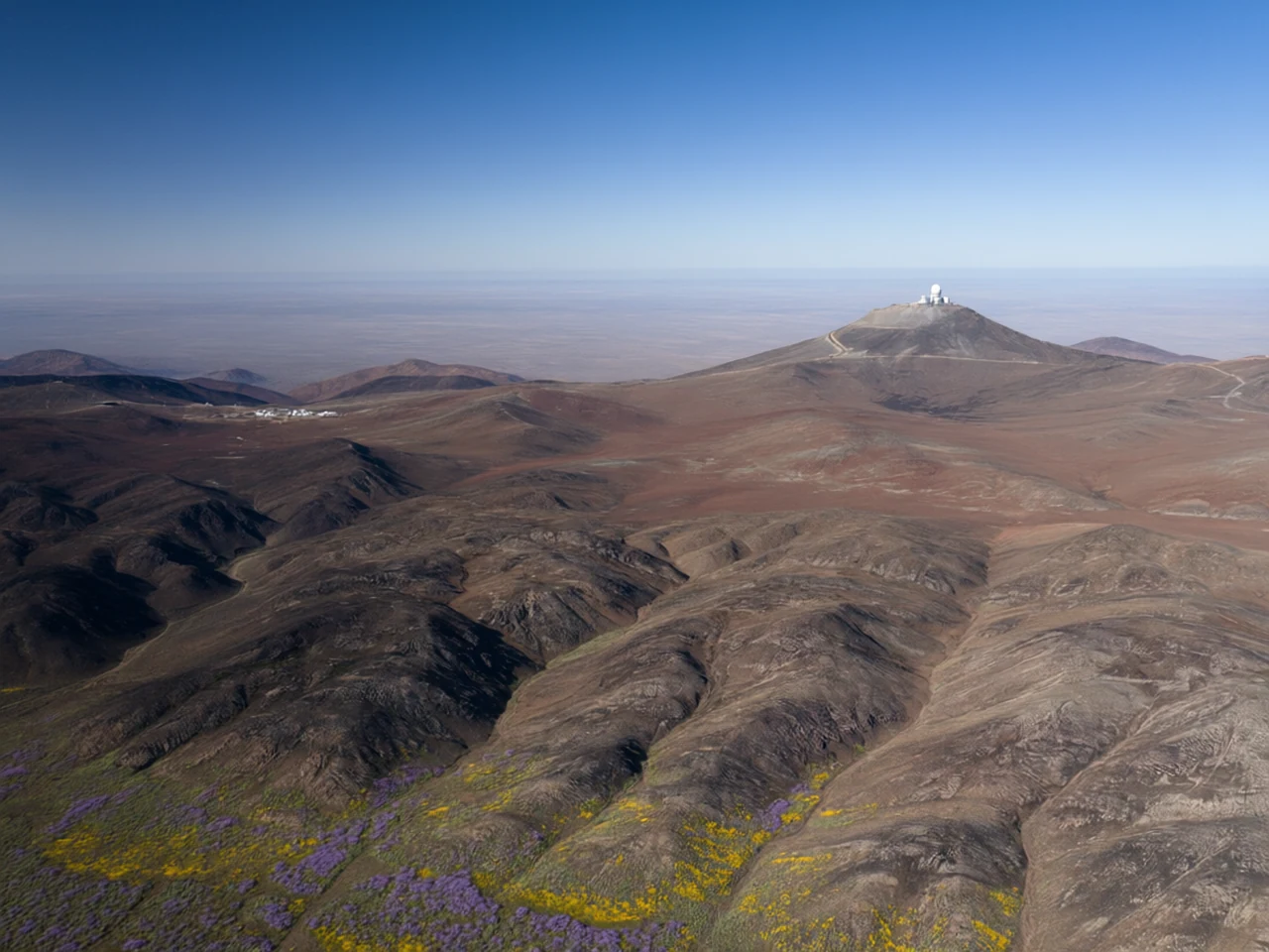 Rare Atacama wildflower bloom at Atacama mountain terrain, generated by our world model