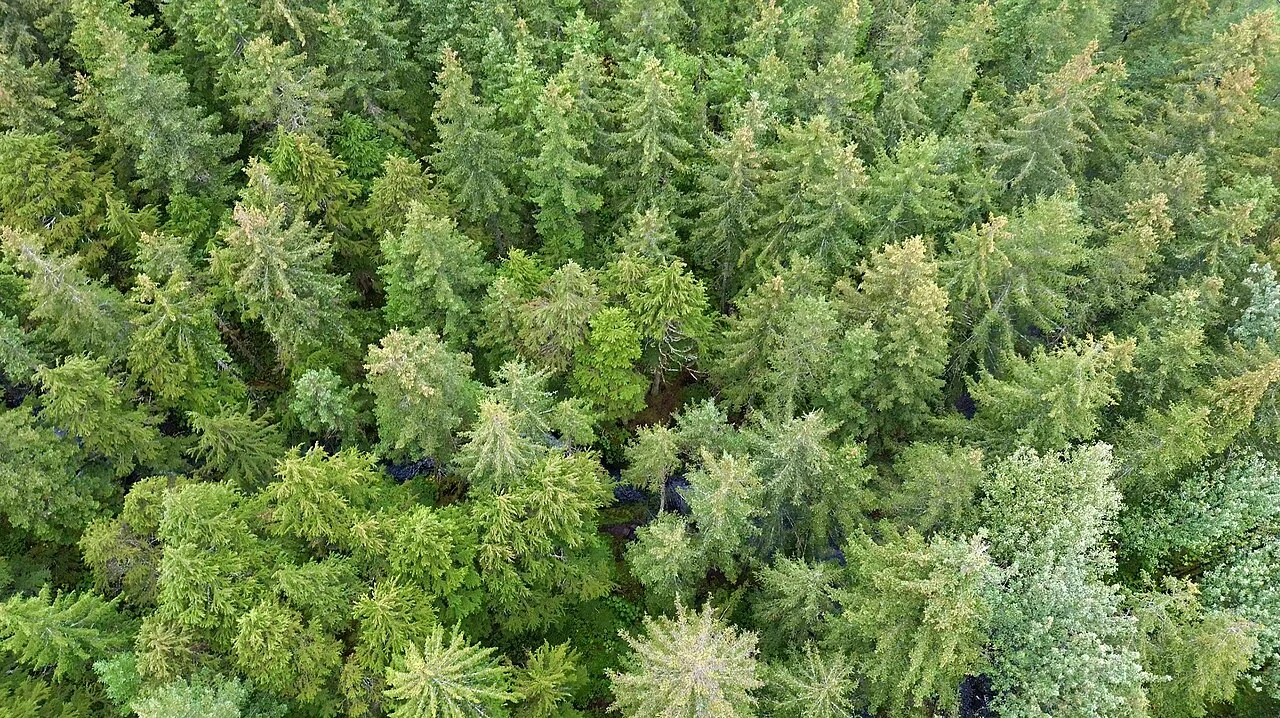Dense conifer canopy, original photograph