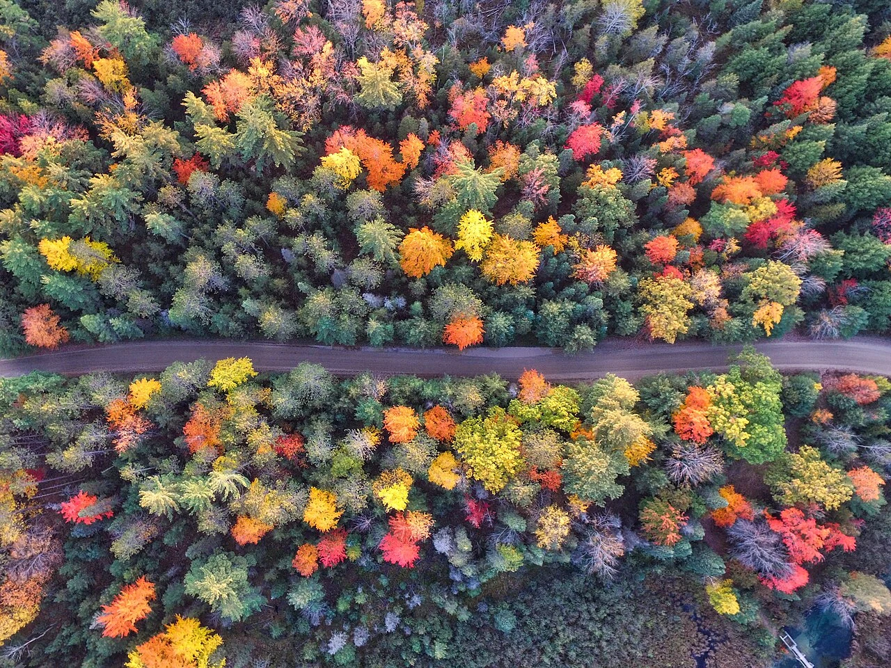 Forest road in Grayling, original photograph